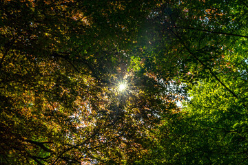 Sunlight bursting through dense forest canopy