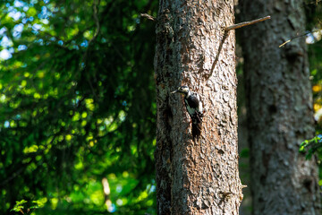 Woodpecker on spruce trunk
