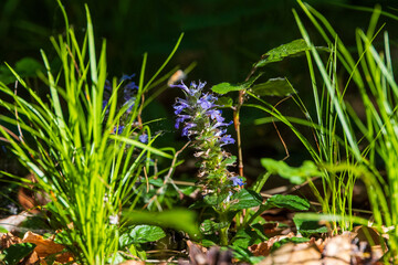 Bugleweed flowering in forest undergrowth, Germany, Augsburg, Haunstetten, 21 May 2025