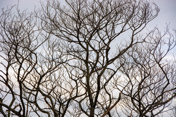 Dead Tree in nature, Dead branches of a tree, Nature concept.