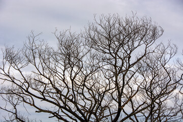 Dead Tree in nature, Dead branches of a tree, Nature concept.