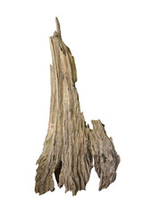 Rotten Dead Tree Trunk, Old Wooden Decay Isolated On White Background, Nature concept.