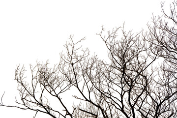 Dead Tree Isolated On White Background, Dead branches of a tree, Nature concept.