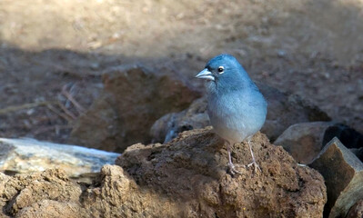 Tenerife Blue chaffinch Fringilla teydea.Pinzon azul male in Las Lajas, Tenerife, Canary Islands,Spain.
Selective focus.