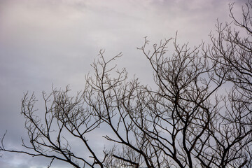 Dead Tree in nature, Dead branches of a tree, Nature concept.