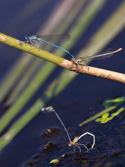 blue-tailed damselflies or common bluetails Ischnura elegans laying eggs on a water of a river after mating