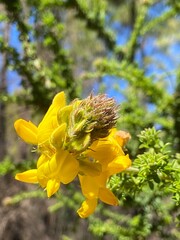 Adenocarpus foliolosus known locally as Codeso and commonly known as Canary Island flatpod yellow flower close up.Selective focus.