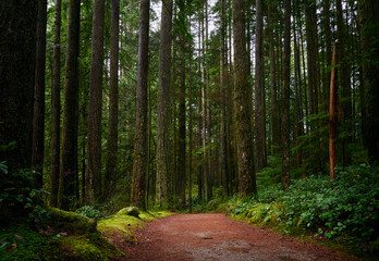 Scenic Pacific west coast rainforest, rich in moss, sword ferns, cedar trees, and Douglas fir trees. Hiking trail in beautiful coniferous forest. Vancouver, British Columbia, Canada