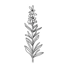Outline hyssop plant with flowers and leaves on steam. Black line vector illustration