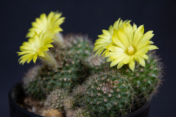 Cactus Weingatia with flower isolated on Black, Nature concept.