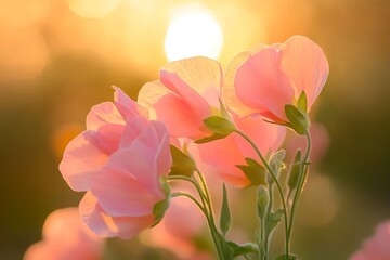 Obraz premium Gentle Pink Sweet Pea Flowers Blossoming in a SunDrenched Garden, Soft Light, Dreamy Effect