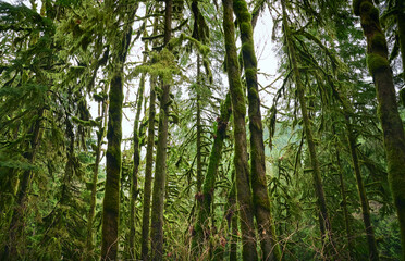Scenic Pacific west coast rainforest, rich in moss, sword ferns, cedar trees, and Douglas fir trees. Vancouver, British Columbia, Canada