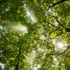 Fototapeta premium Sunlight Filtering Through Lush Green Tree Canopy