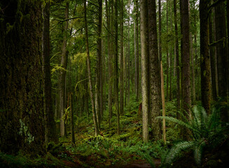 Scenic Pacific west coast rainforest, rich in moss, sword ferns, cedar trees, and Douglas fir trees. Vancouver, British Columbia, Canada