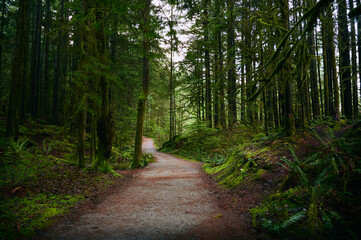 Scenic Pacific west coast rainforest, rich in moss, sword ferns, cedar trees, and Douglas fir trees. Hiking trail in beautiful coniferous forest. Vancouver, British Columbia, Canada