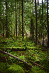 Scenic Pacific west coast rainforest, rich in moss, sword ferns, cedar trees, and Douglas fir trees. Vancouver, British Columbia, Canada