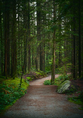 Scenic Pacific west coast rainforest, rich in moss, sword ferns, cedar trees, and Douglas fir trees. Hiking trail in beautiful coniferous forest. Vancouver, British Columbia, Canada