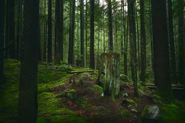 Scenic Pacific west coast rainforest, rich in moss, sword ferns, cedar trees, and Douglas fir trees. old-growth tree stump between coniferous trees. Vancouver, British Columbia, Canada