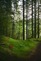 Scenic Pacific west coast rainforest, rich in moss, sword ferns, cedar trees, and Douglas fir trees. Vancouver, British Columbia, Canada