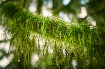 Branches in moss close-up. Scenic Pacific west coast rainforest. Nature background. Vancouver, British Columbia, Canada