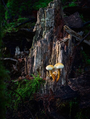 mushrooms on an old dead tree trunk in the forest.  Scenic Pacific west coast rainforest. Vancouver, British Columbia, Canada