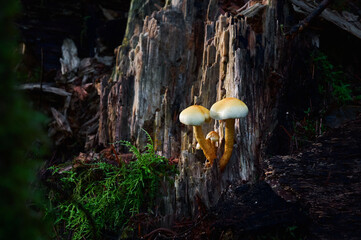 mushrooms on an old dead tree trunk in the forest.  Scenic Pacific west coast rainforest. Vancouver, British Columbia, Canada