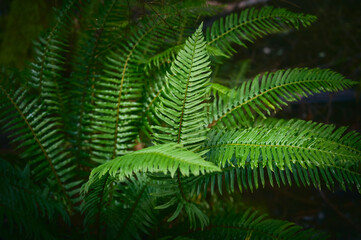 fern leaves. Beautiful green natural background. Selective focus