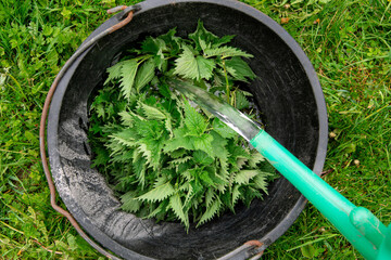 Gardener make stinging nettle Urtica dioica infusion in bucket. Nettle branches with water for natural organic natural fertilizer and disease control.