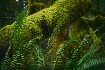 fern leaves. Beautiful green natural background. Selective focus