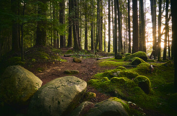 Scenic Pacific west coast rainforest, rich in moss, sword ferns, cedar trees, and Douglas fir trees. Vancouver, British Columbia, Canada