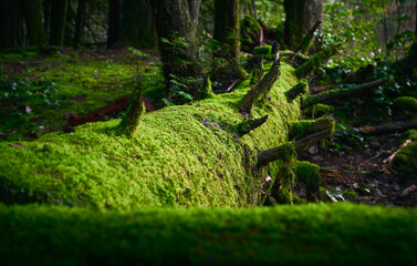 Fallen tree trunk in moss on the ground. Scenic west coast rainforest. Vancouver, British Columbia, Canada