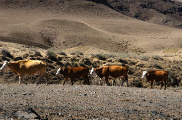 Cows Grazing in Dry Steppe Landscape with Rocky Soil and Rolling Hills under Bright Sunlight