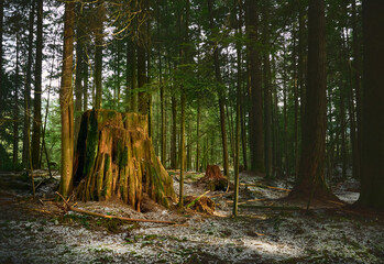 Scenic Pacific west coast rainforest, rich in moss, sword ferns, cedar trees, and Douglas fir trees. old-growth tree stump between coniferous trees. Vancouver, British Columbia, Canada