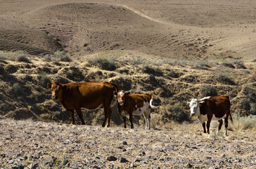Cows Grazing in Dry Steppe Landscape with Rocky Soil and Rolling Hills under Bright Sunlight
