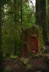 Scenic Pacific west coast rainforest, rich in moss, sword ferns, cedar trees, and Douglas fir trees. old-growth tree stump between coniferous trees. Vancouver, British Columbia, Canada