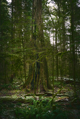 Scenic Pacific west coast rainforest, rich in moss, sword ferns, cedar trees, and Douglas fir trees. old-growth tree stump between coniferous trees. Vancouver, British Columbia, Canada