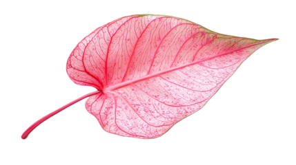 Delicate pink leaf, vibrant hue