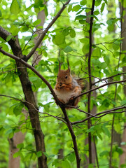 Cute squirrel sitting on a tree