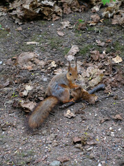 Cute squirrel sitting on a tree