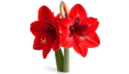 Vibrant red amaryllis flowers isolated on white background in full bloom