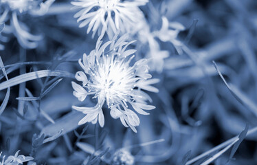 Beautiful blooming blue flower with thin petals and stamen on blurred green background close-up. Natural nature