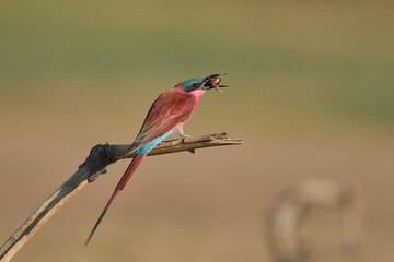 Southern Carmine Bee-eater (Merops nubicoides) perched on a branch eating insect next to the...
