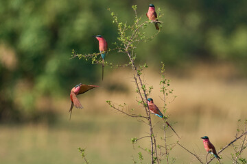 Group of Southern Carmine Bee-eater (Merops nubicoides) perched in a shrub in South Luangwa...