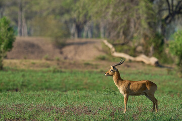 Male Puku (Kobus vardoni) in South Luangwa National Park, Zambia
