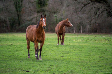 Fototapeta premium Two brown horses standing on a green pasture