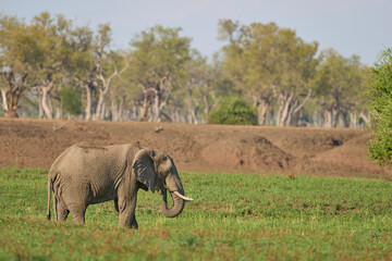 Fototapeta premium Bull African Elephant (Loxodonta africana) feeding in South Luangwa National Park, Zambia 