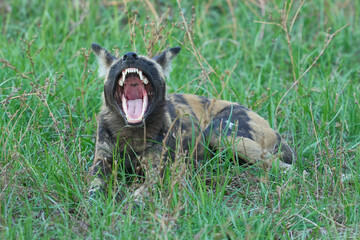 Naklejka premium Pack of African Wild Dog (Lycaon pictus) resting under the shade of a tree during the heart of the day in South Luangwa National Park, Zambia