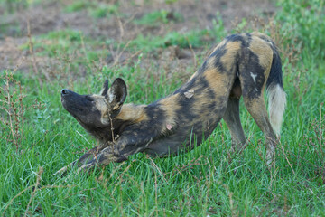 Pack of African Wild Dog (Lycaon pictus) resting under the shade of a tree during the heart of the day in South Luangwa National Park, Zambia
