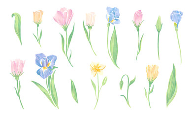 Set of spring flowers marker drawing. Iris, tulips, buds, and leaves collection in pastel tones. Illustration of floral elements isolated on white background. Artistic sketch