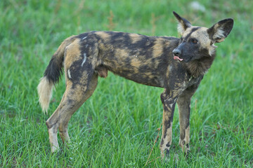 Pack of African Wild Dog (Lycaon pictus) resting under the shade of a tree during the heart of the day in South Luangwa National Park, Zambia